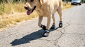 PawShield Pro booties close-up on hot pavement