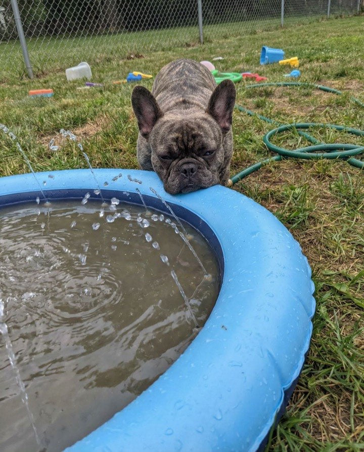 Dog using the Barkigo Pawddle
