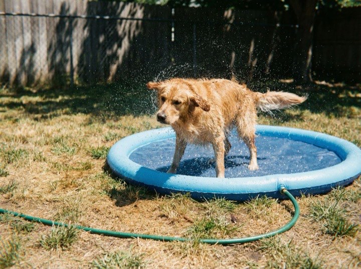 Dog using the Barkigo Pawddle