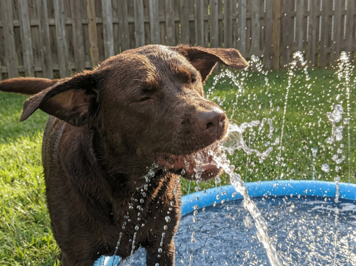 Dog using the Barkigo Pawddle