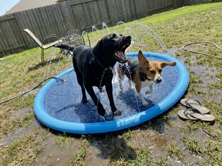 Dog using the Barkigo Pawddle