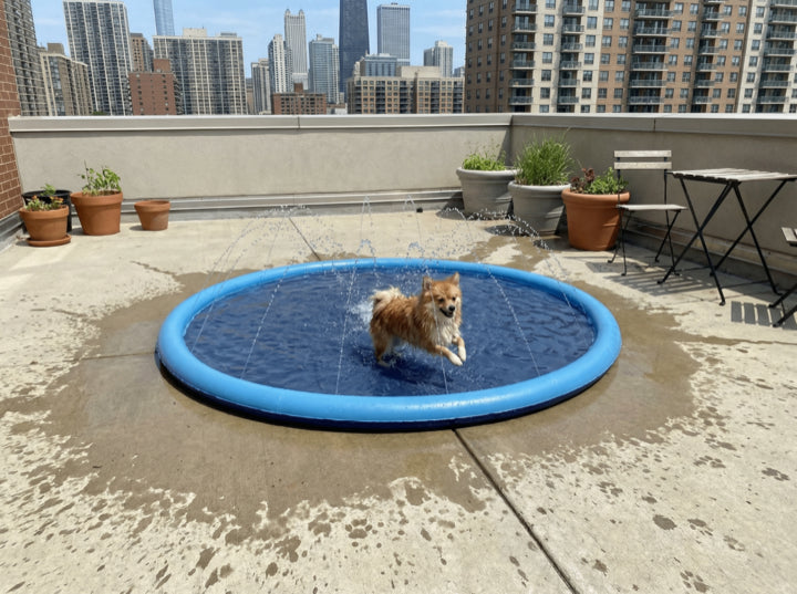 Dog using the Barkigo Pawddle