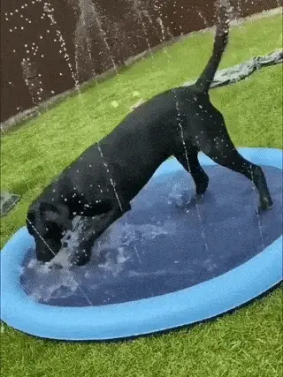 Pawddle in use