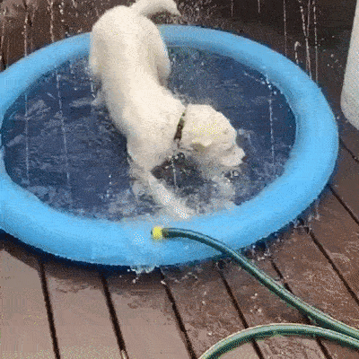 Pawddle in use