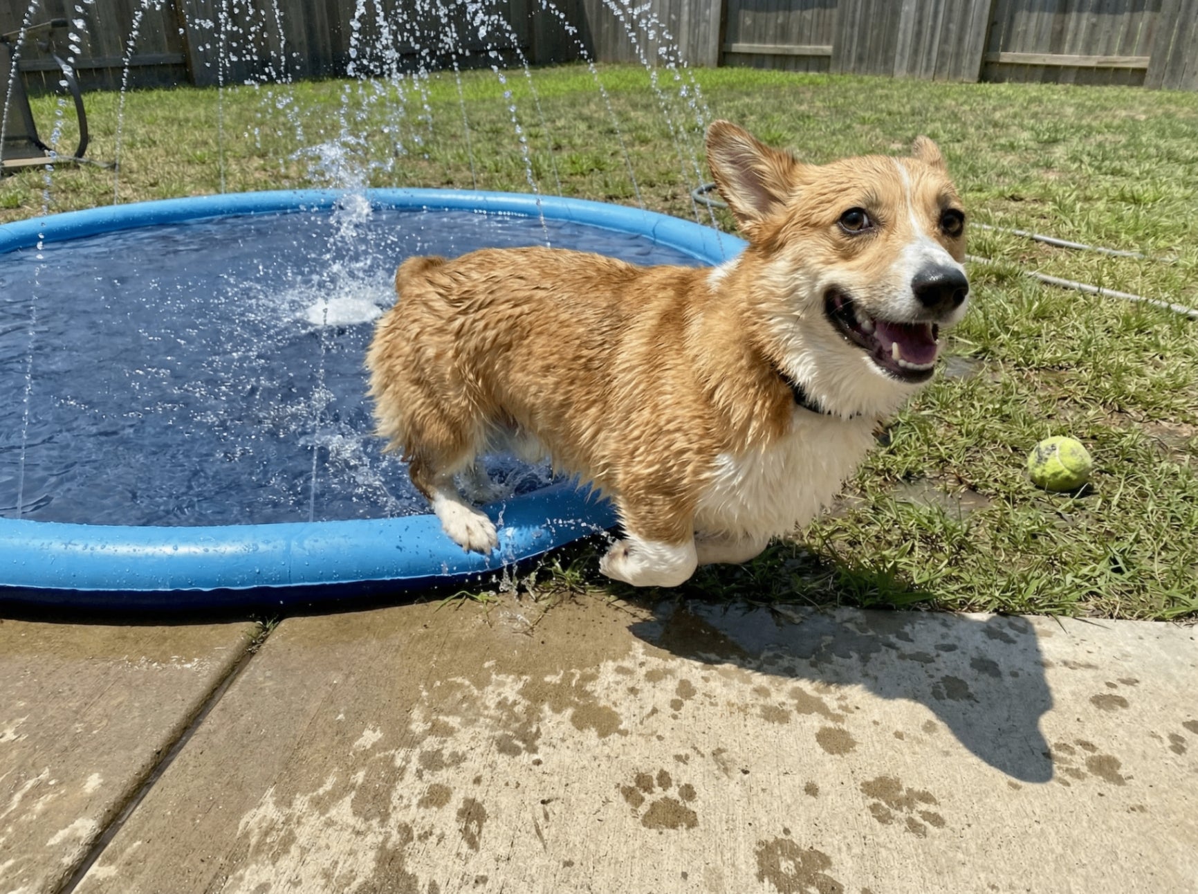 Pawddle in use