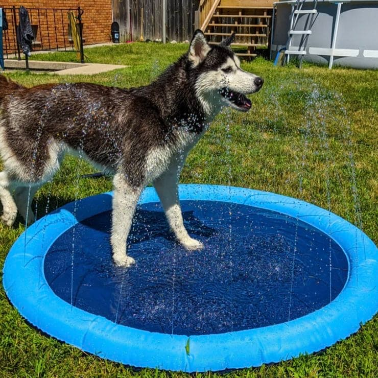 Pawddle in use