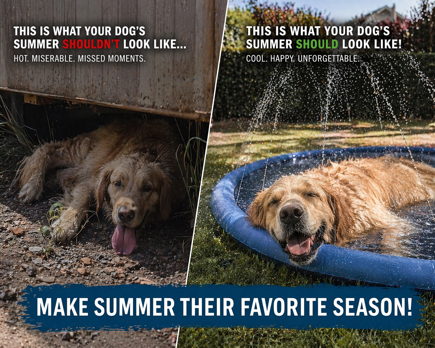 Signs your dog needs